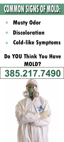 Sandy Mold Remediation Contractor